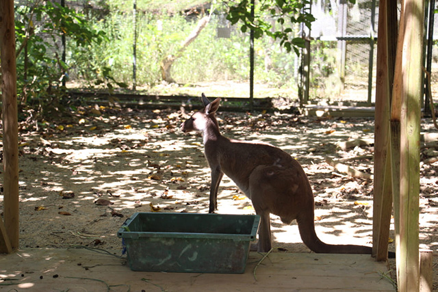 クロカンガルー/ネオパークオキナワ(沖縄県/名護市)