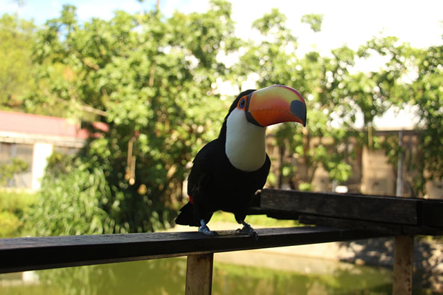 オニオオハシ/ネオパークオキナワ(沖縄県/名護市)