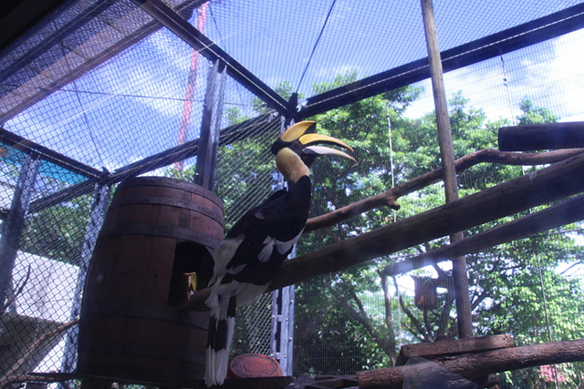 オオサイチョウ/ネオパークオキナワ(沖縄県/名護市)
