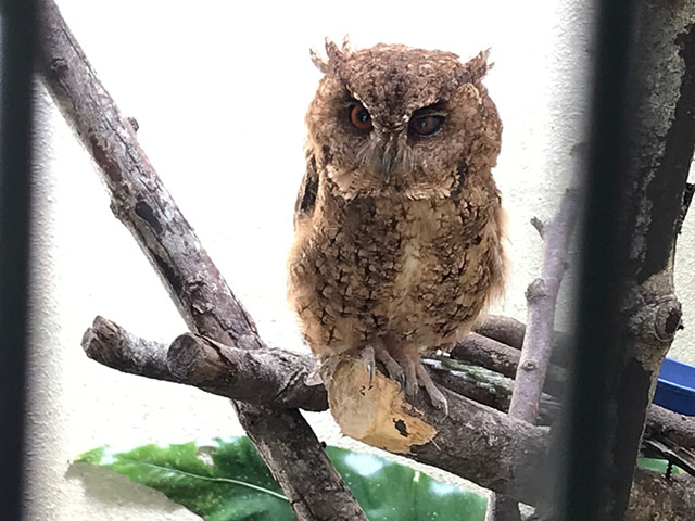 リュウキュウオオコノハズク/ネオパークオキナワ(沖縄県/名護市)