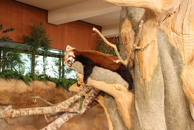レッサーパンダの「ちゃる」/ネオパークオキナワ(沖縄県/名護市)