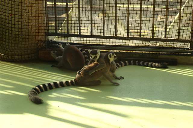 ワオキツネザル/ネオパークオキナワ(沖縄県/名護市)
