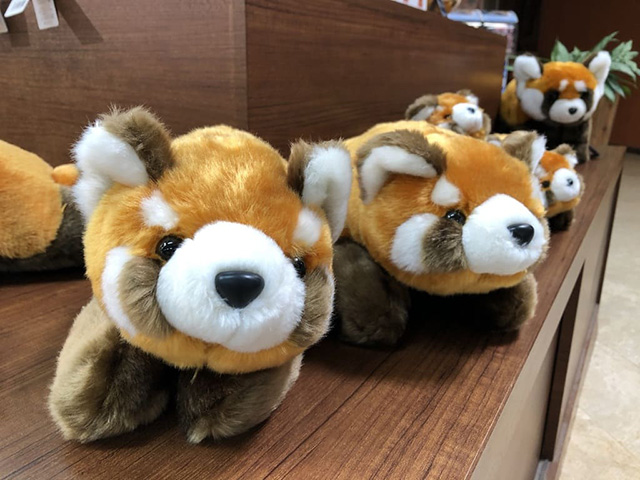 レッサーパンダのぬいぐるみ/ネオパークオキナワ(沖縄県/名護市)
