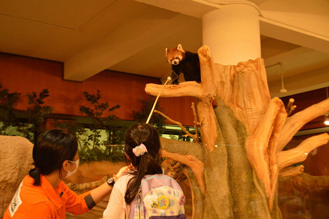 レッサーパンダのおやつタイム/ネオパークオキナワ(沖縄県/名護市)