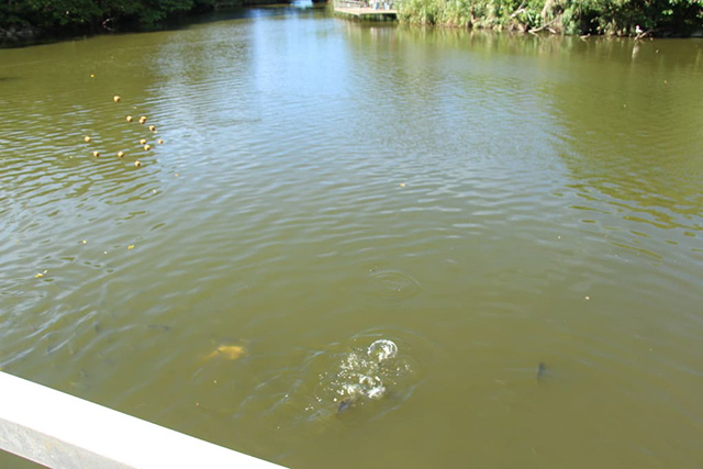 水上鉄橋からエサを投げ入れよう/ネオパークオキナワ(沖縄県/名護市)