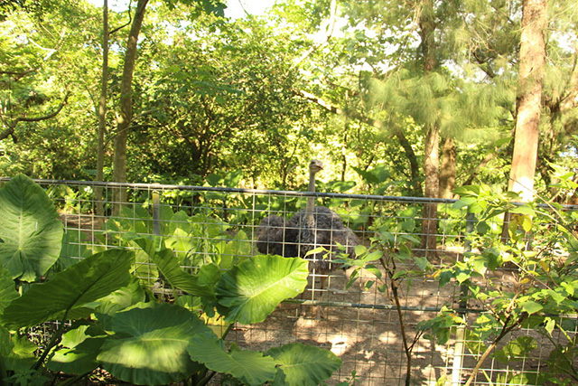 「アフリカのサバンナ」のダチョウ/ネオパークオキナワ(沖縄県/名護市)
