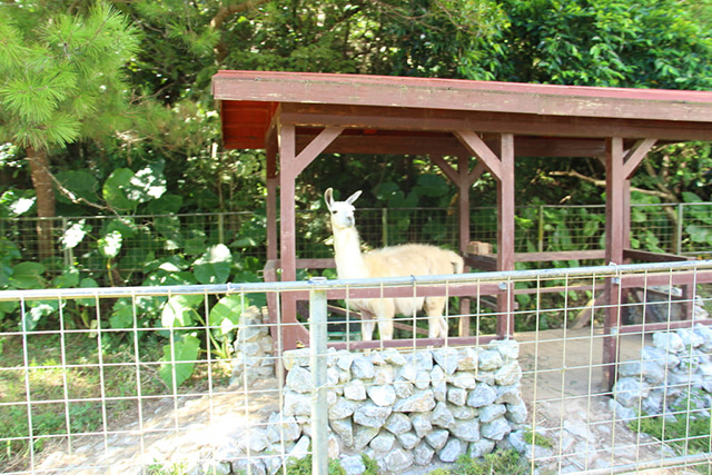 線路沿いにある「リャマの丘」/ネオパークオキナワ(沖縄県/名護市)