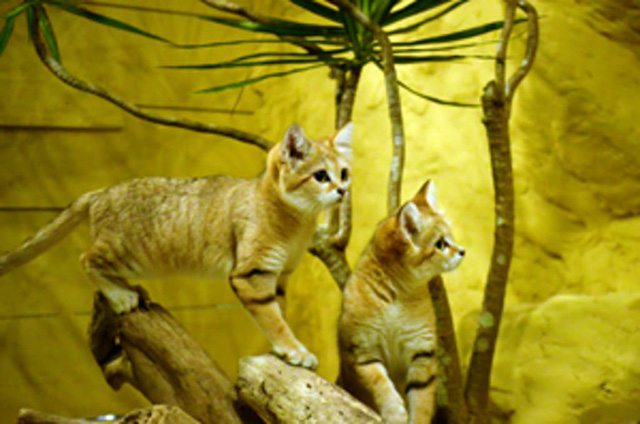 スナネコの姉妹/ネオパークオキナワ(沖縄県/名護市)