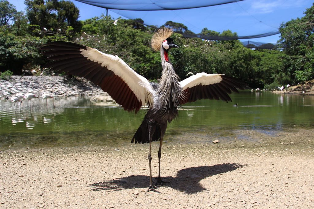 ホオジロカンムリツル/ネオパークオキナワ（沖縄県/名護市）