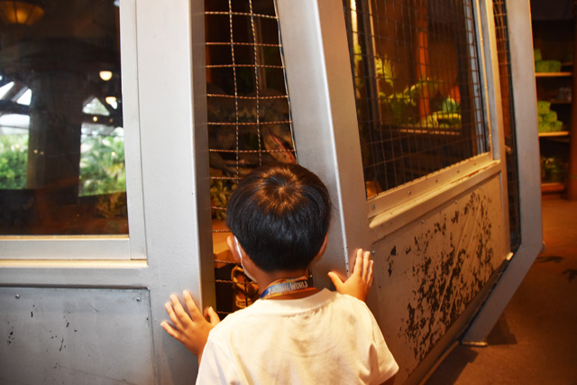 店内の檻の中、恐竜の姿が見える/ユニバーサル・スタジオ・ジャパン(大阪市)