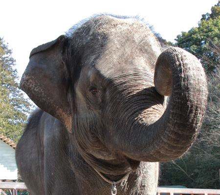 耳の形が四角形で頭にコブがあるのでアジアゾウ