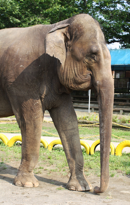 鼻が長いのはゾウが生きていくための手段