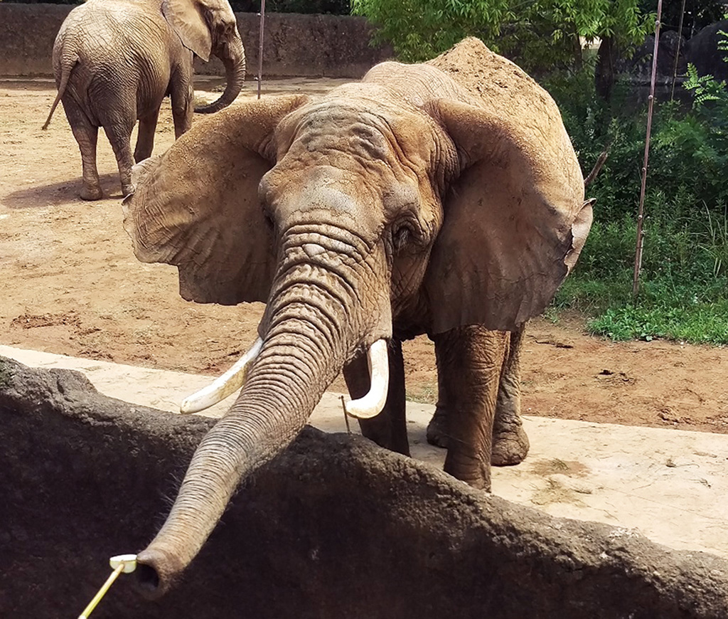 アフリカゾウの耳がアジアゾウより大きいのは、アフリカがアジア以上に暑いから