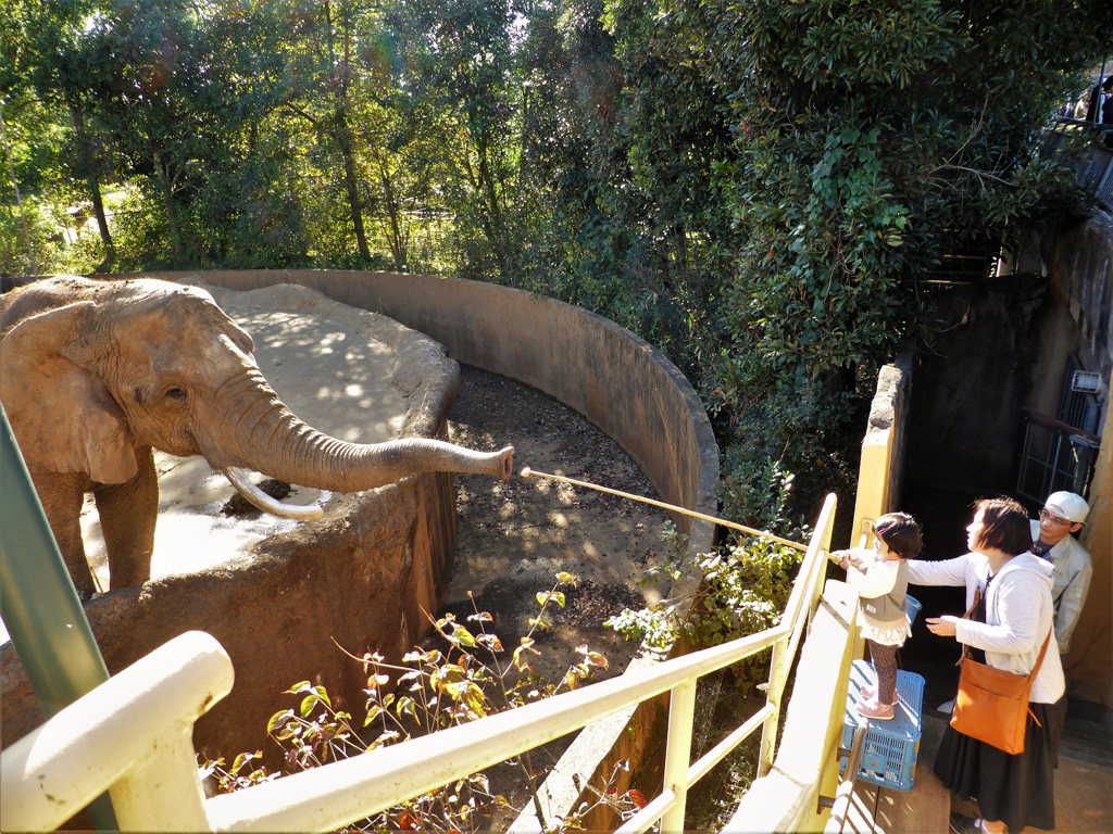 棒の先にエサをつけてアフリカゾウのほうに向けると、ゾウのほうから鼻をのばしてくれる/八木山動物公園フジサキの杜（宮城県／仙台市）