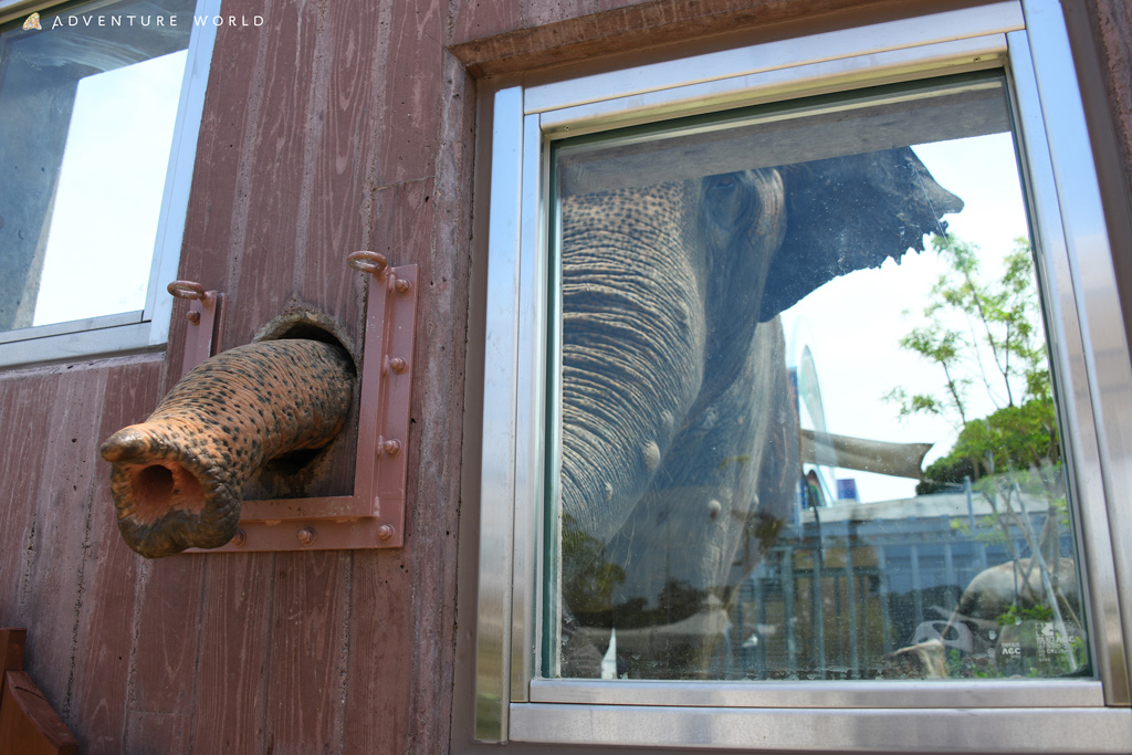 長い鼻をのばすアジアゾウに野菜や果物などをあげることができる「アジアゾウフィーディング」/アドベンチャーワールド（和歌山県／白浜町）