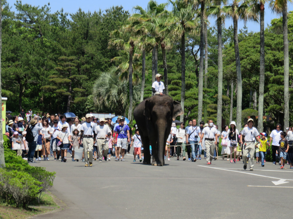 ゾウさんが歩くうしろを一緒にお散歩でき/宮崎市フェニックス自然動物園（宮崎県／宮崎市）