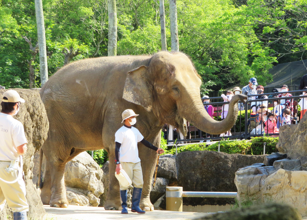 アジアゾウについて飼育員さんが解説する「ゾウさんガイド」/宮崎市フェニックス自然動物園（宮崎県／宮崎市）