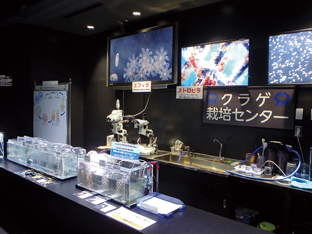 クラゲ培養センター/鶴岡市立加茂水族館(山形県)
