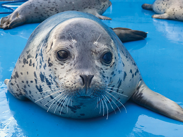 アザラシの「こうめ」/鶴岡市立加茂水族館(山形県)