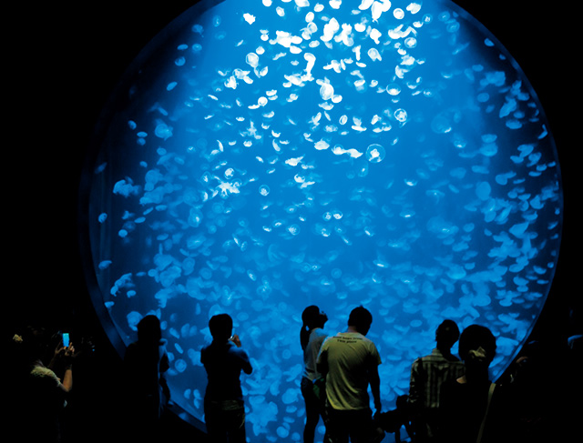 クラゲドリームシアター/鶴岡市立加茂水族館(山形県)
