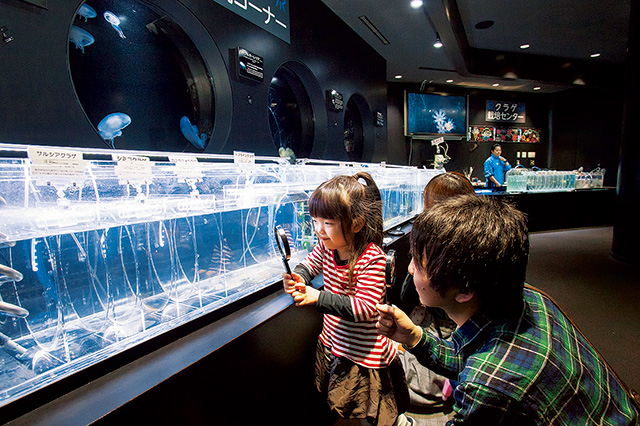 ルーペコーナー/鶴岡市立加茂水族館(山形県)