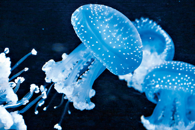 ミズクラゲ/鶴岡市立加茂水族館(山形県)