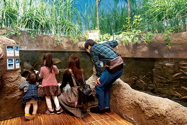 庄内の川や湖沼の様子を水槽で再現/鶴岡市立加茂水族館(山形県)