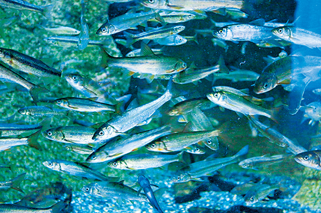 イワナやヤマメ、ウグイなど/鶴岡市立加茂水族館(山形県)