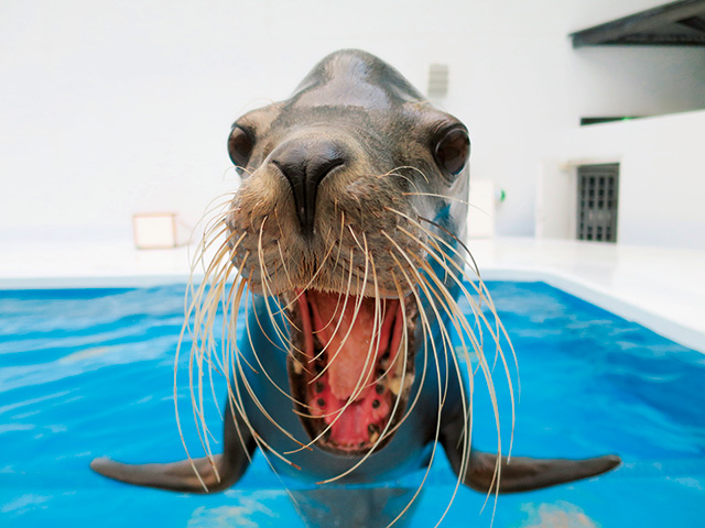 アシカ/鶴岡市立加茂水族館(山形県)