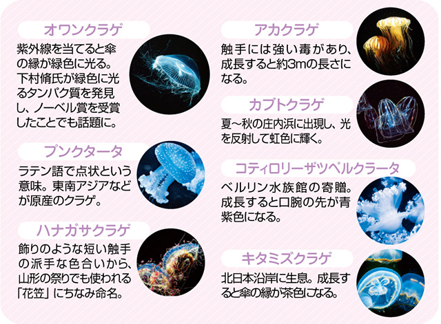 クラゲ図鑑/鶴岡市立加茂水族館(山形県)