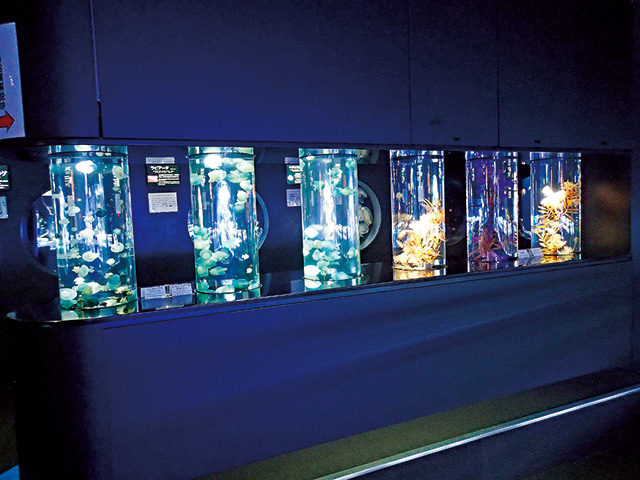 クラゲチューブ/鶴岡市立加茂水族館(山形県)