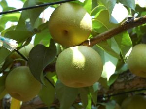 千葉県の秋の味覚&果物狩りスポット20選!梨狩り・みかん狩り・芋掘りなど