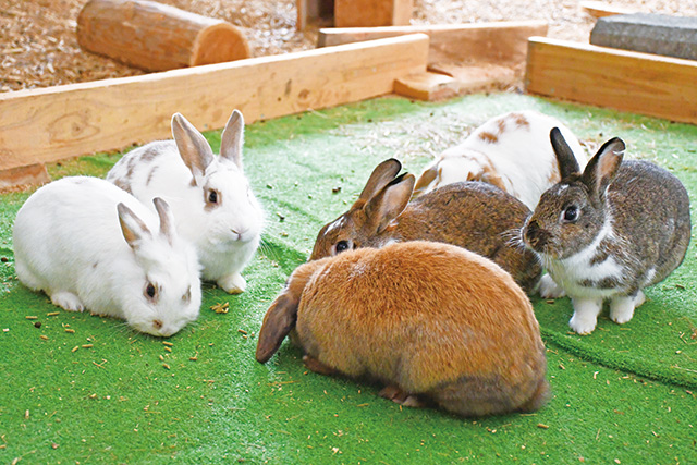 ふわふわの毛並みのウサギ/小岩井農場まきば園（岩手県/雫石町）