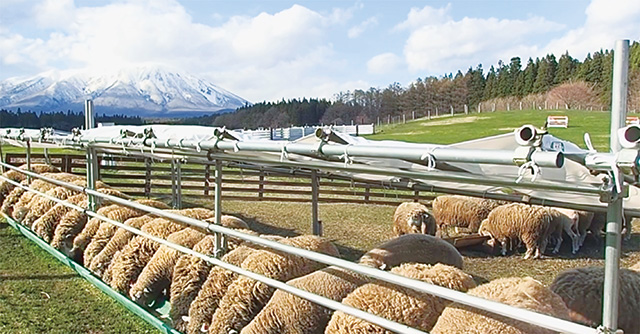 ひつじのおやつタイム/小岩井農場まきば園（岩手県/雫石町）