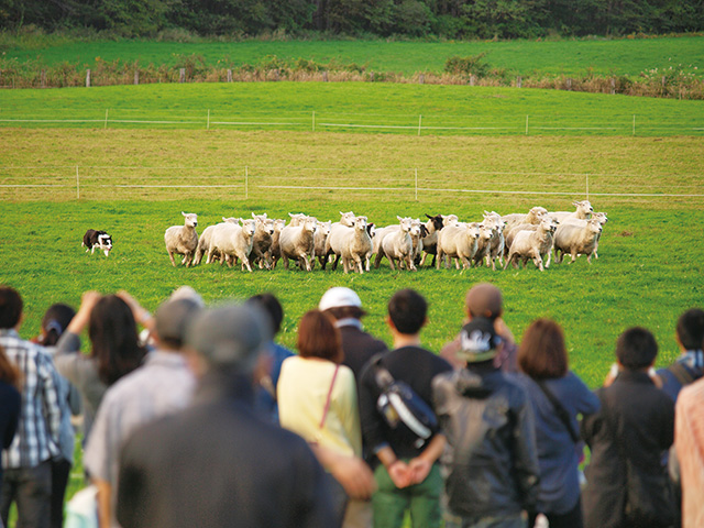 小岩井ひつじタイム/小岩井農場まきば園（岩手県/雫石町）