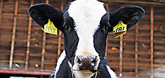 かわいい瞳がチャームポイントのホルスタイン/小岩井農場まきば園（岩手県/雫石町）