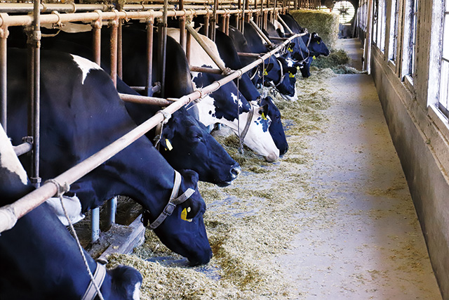 ホルスタイン見学がツアー/小岩井農場まきば園（岩手県/雫石町）