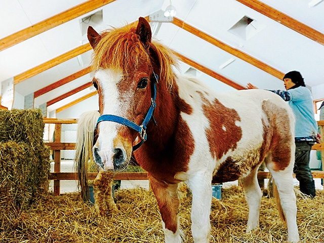 ポニー/小岩井農場まきば園（岩手県/雫石町）