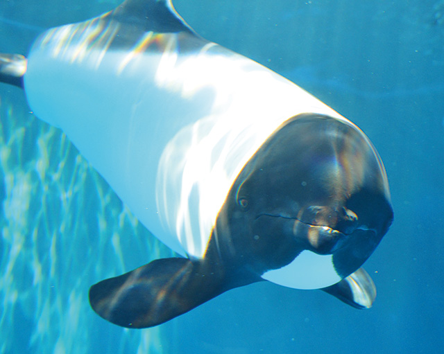 イロワケイルカ/仙台うみの杜水族館（宮城県/仙台市）