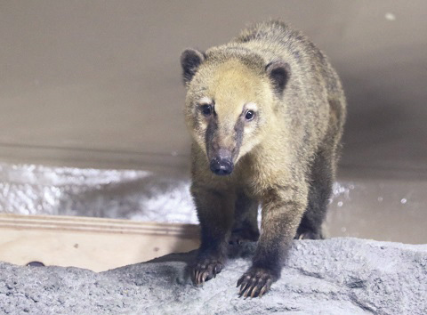 アカハナグマ/仙台うみの杜水族館（宮城県/仙台市）