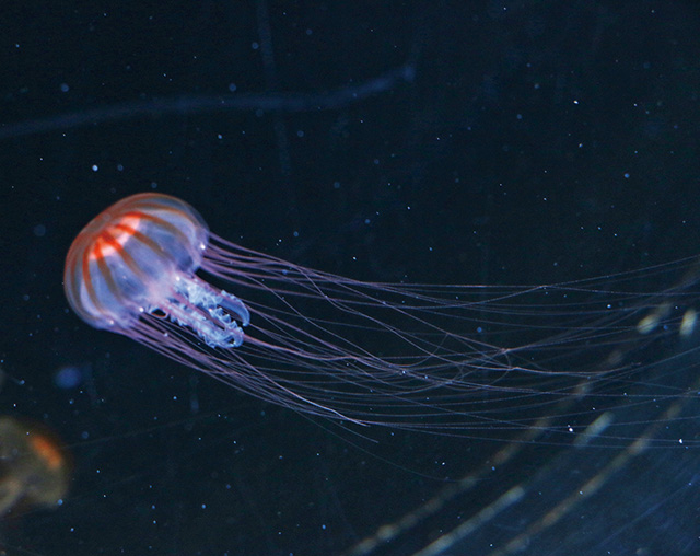 アカクラゲ/仙台うみの杜水族館（宮城県/仙台市）