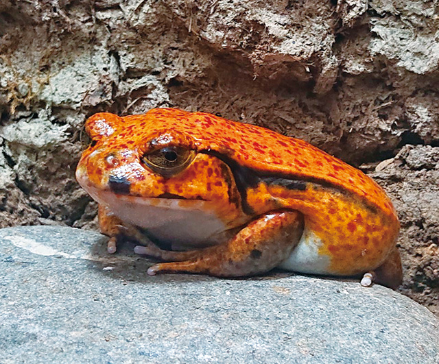 サビトマトガエル/仙台うみの杜水族館（宮城県/仙台市）