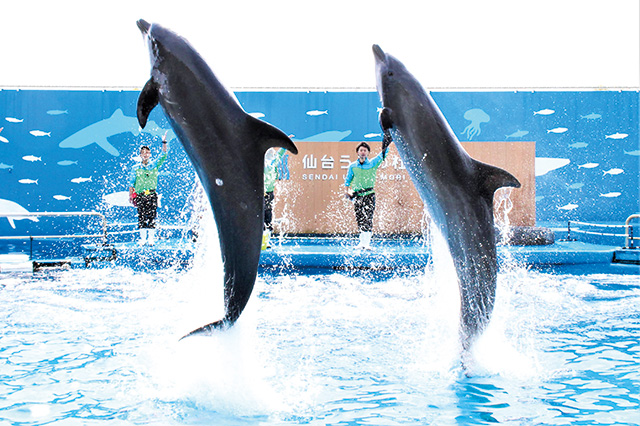 元気よく並んでジャンプするイルカの演技/仙台うみの杜水族館（宮城県/仙台市）