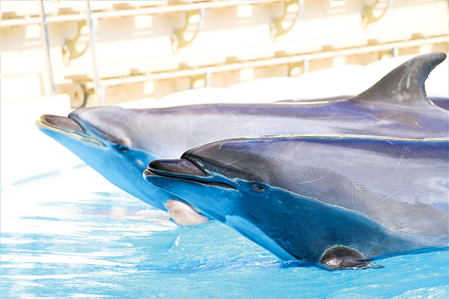 仙台うみの杜水族館（宮城県/仙台市）