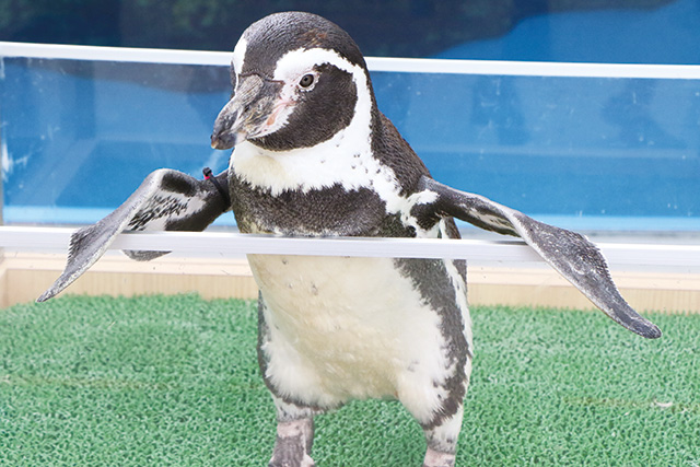 ペンギン フレンドリータイム/仙台うみの杜水族館（宮城県/仙台市）