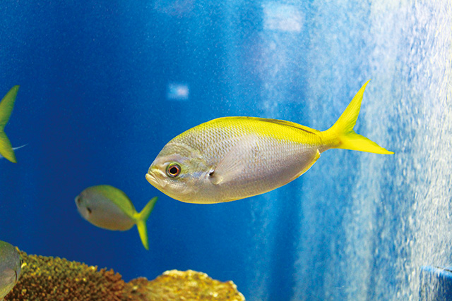 ユメウメイロ/仙台うみの杜水族館（宮城県/仙台市）