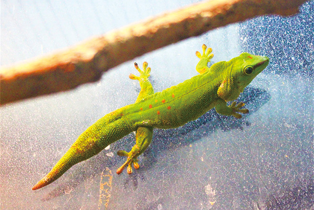 鮮やかなグリーンの体色が綺麗/仙台うみの杜水族館（宮城県/仙台市）