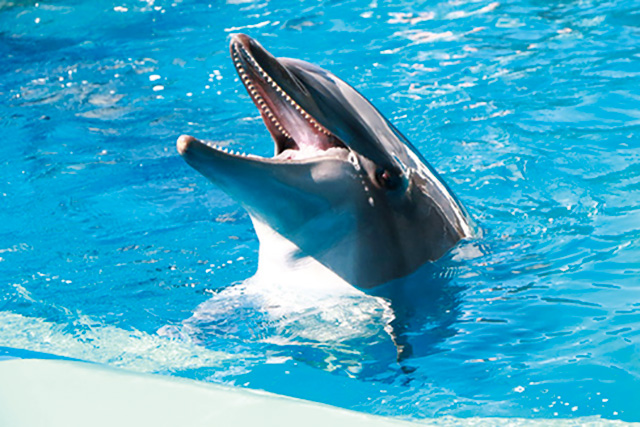 バンドウイルカ/仙台うみの杜水族館（宮城県/仙台市）