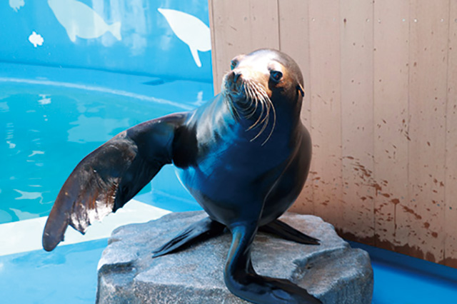 カリフォルニアアシカ/仙台うみの杜水族館（宮城県/仙台市）