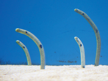 チンアナゴ/仙台うみの杜水族館（宮城県/仙台市）